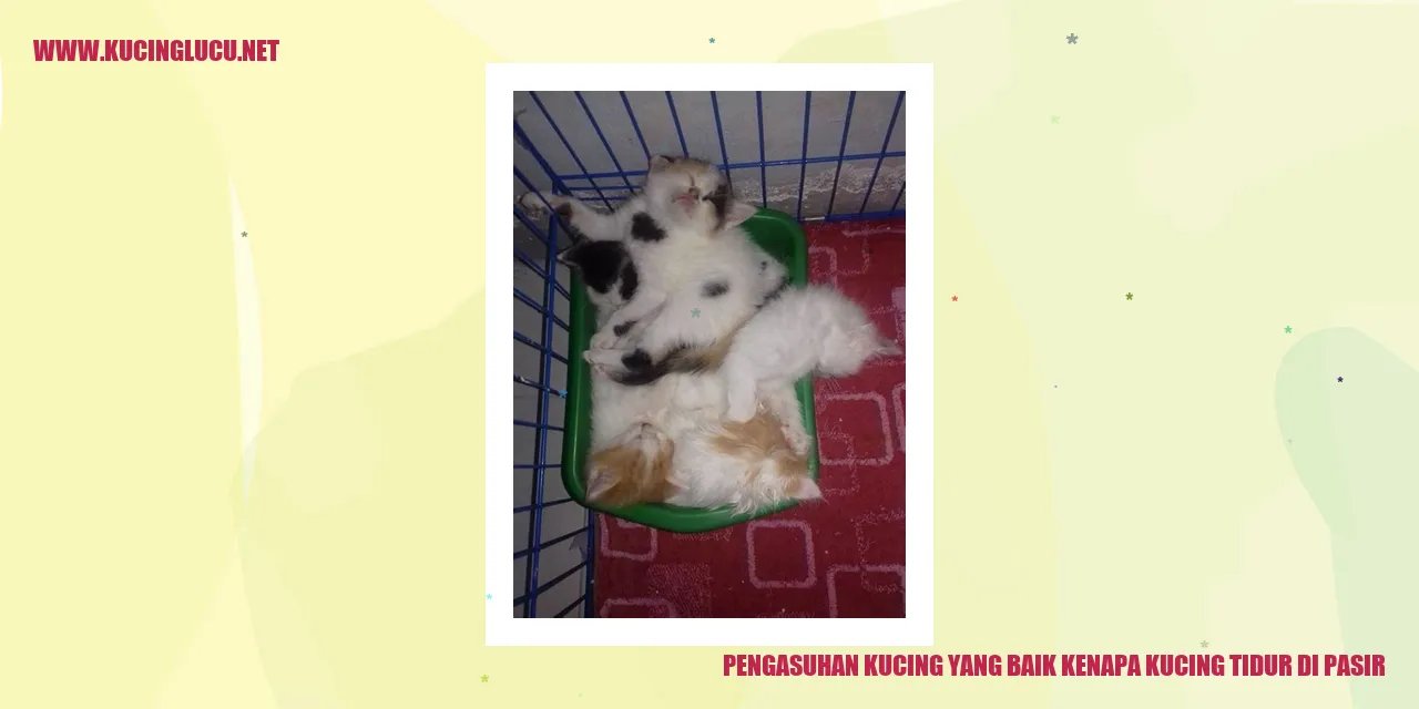 Kucing tidur di pasir
