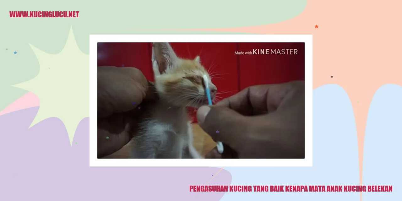 Mata Anak Kucing Belekan