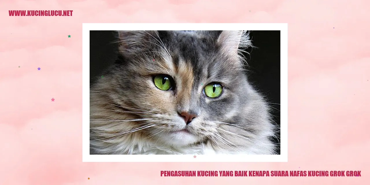Gambar Kucing