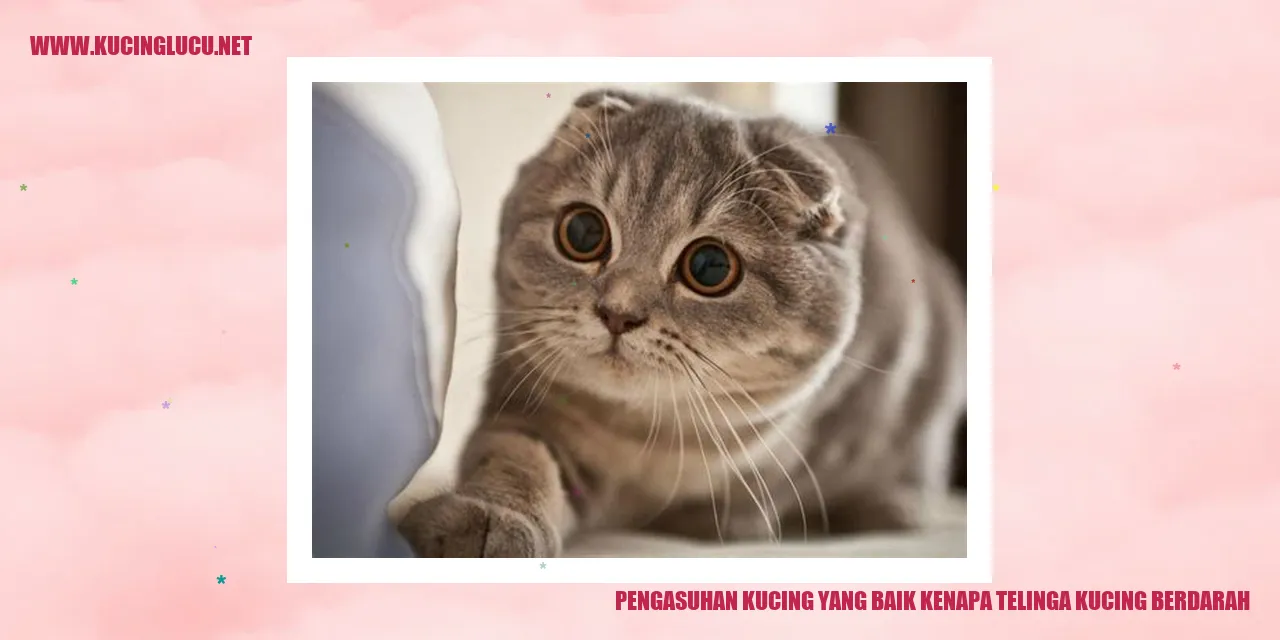 Kucing dengan telinga berdarah