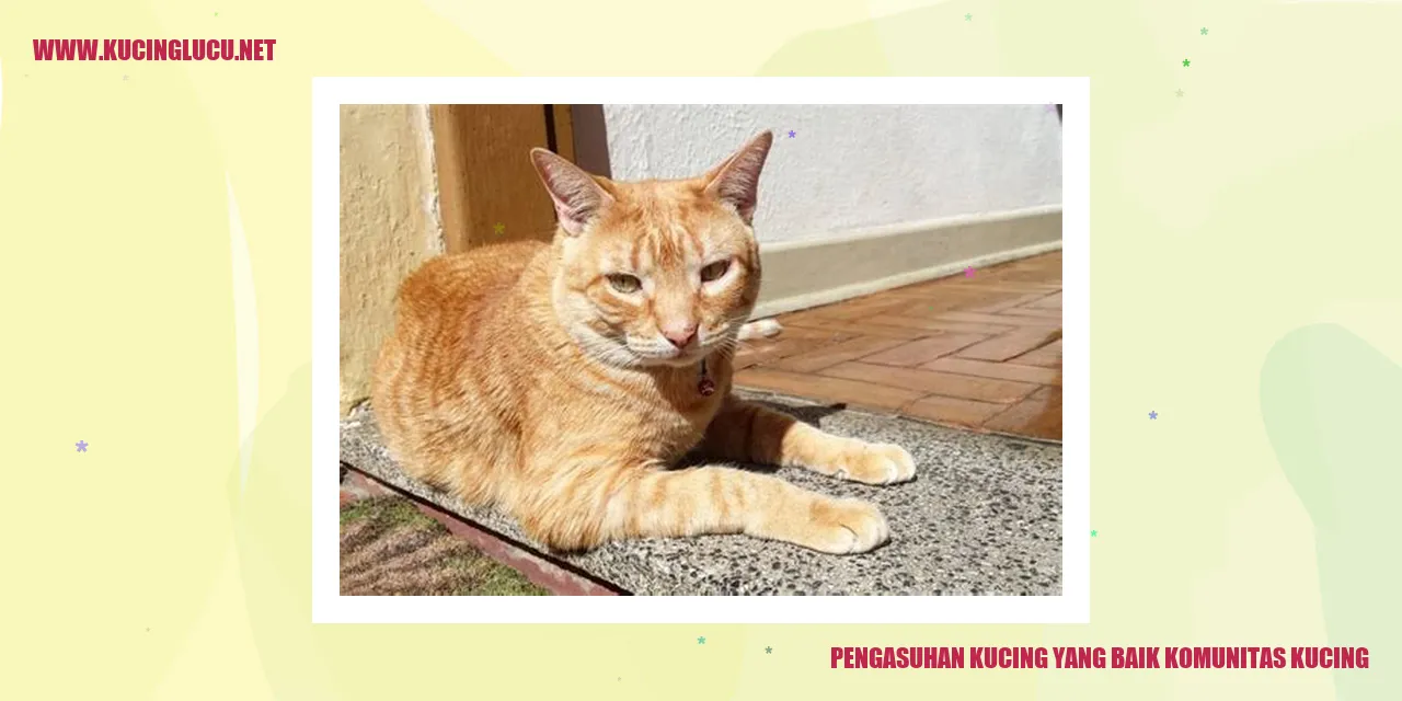 Kucing Lucu