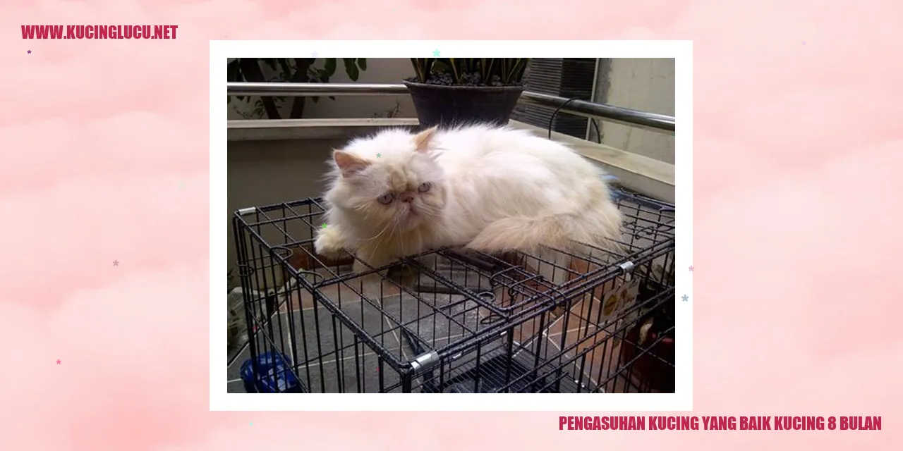 gambar kucing