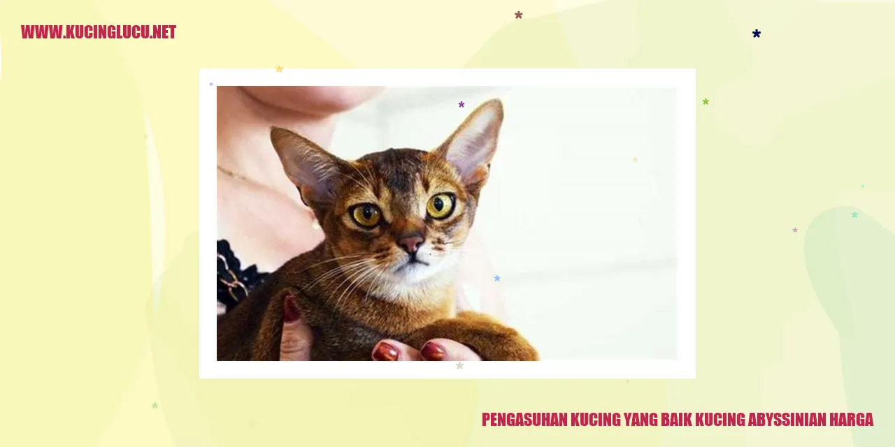 Gambar Kucing Abyssinian