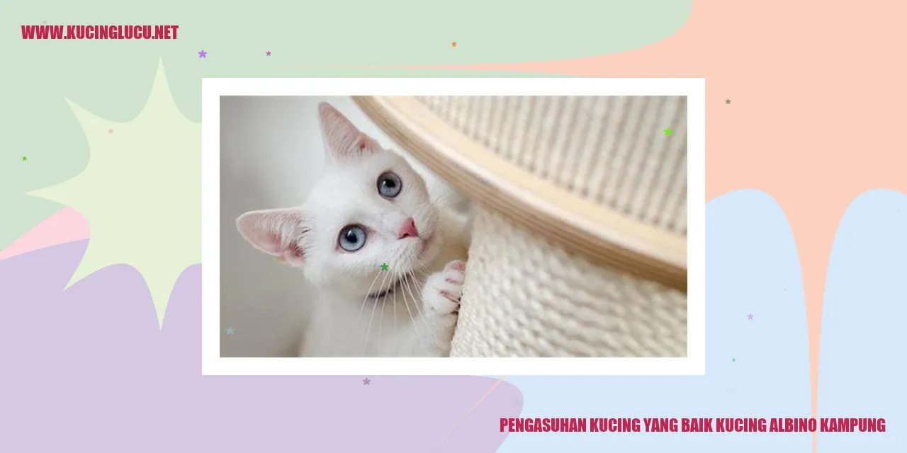 Gambar kucing albino kampung