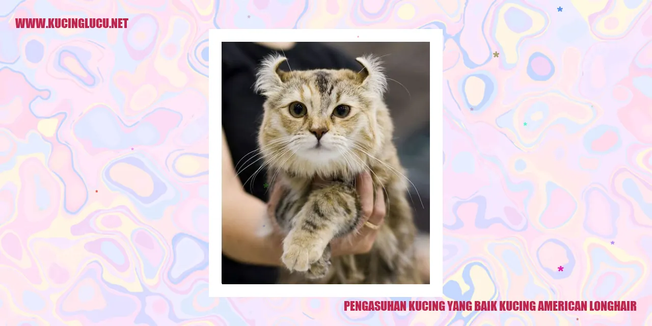 Kucing American Longhair