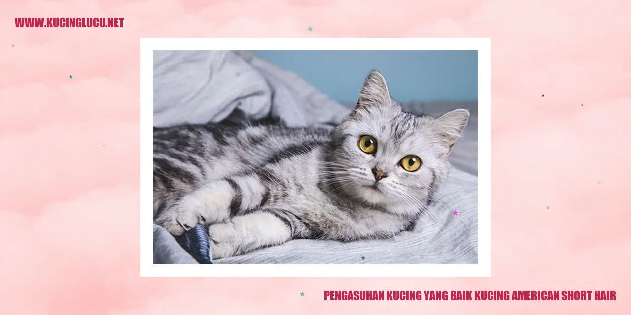 Kucing American Short Hair