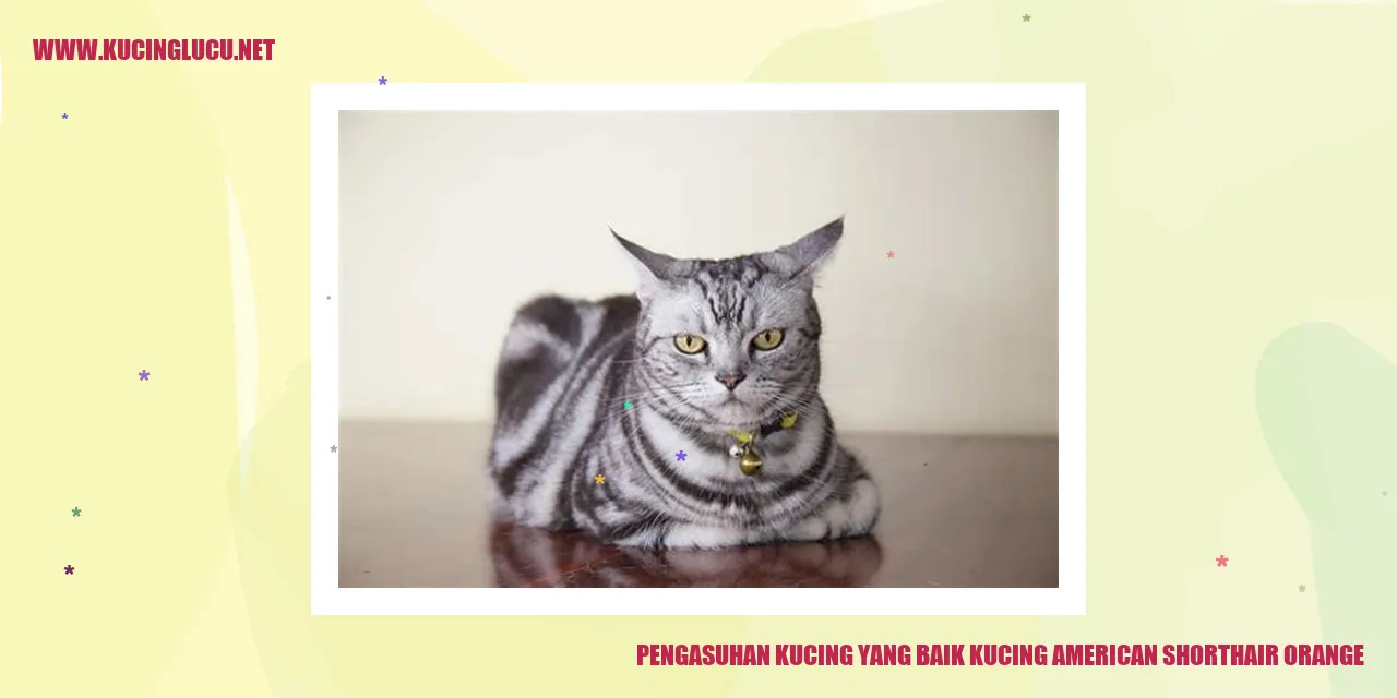 Kucing American Shorthair Orange