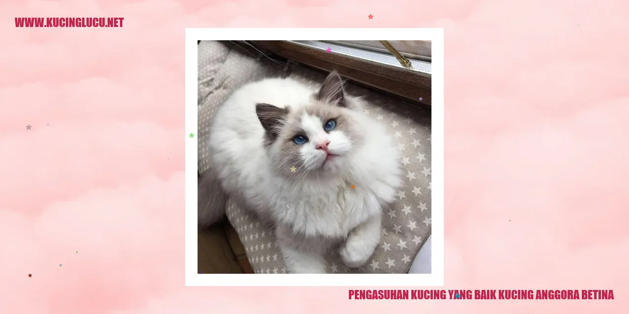 Kucing Anggora Betina