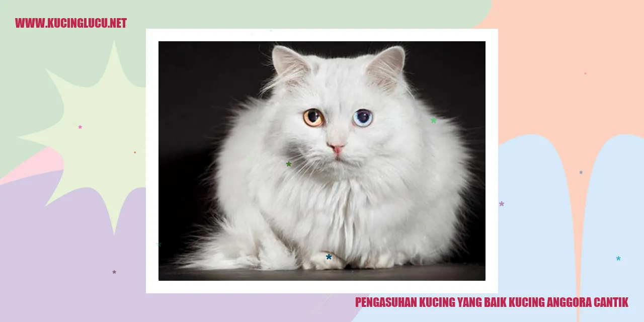 Kucing Anggora Cantik
