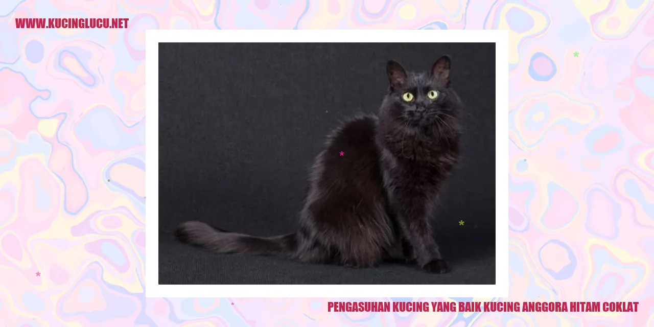 Gambar Kucing Anggora Hitam Coklat