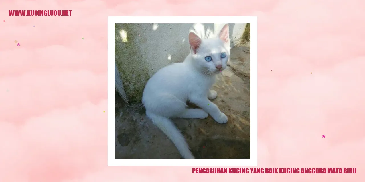 Kucing Anggora Mata Biru