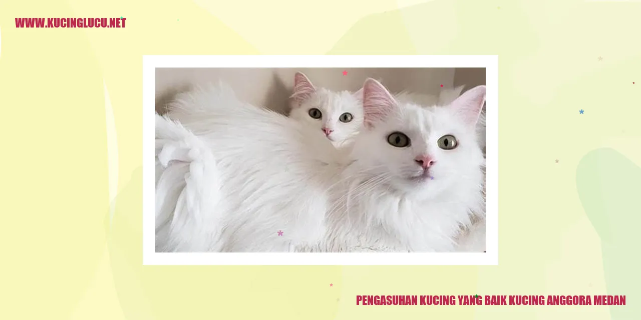 Kucing Anggora Medan