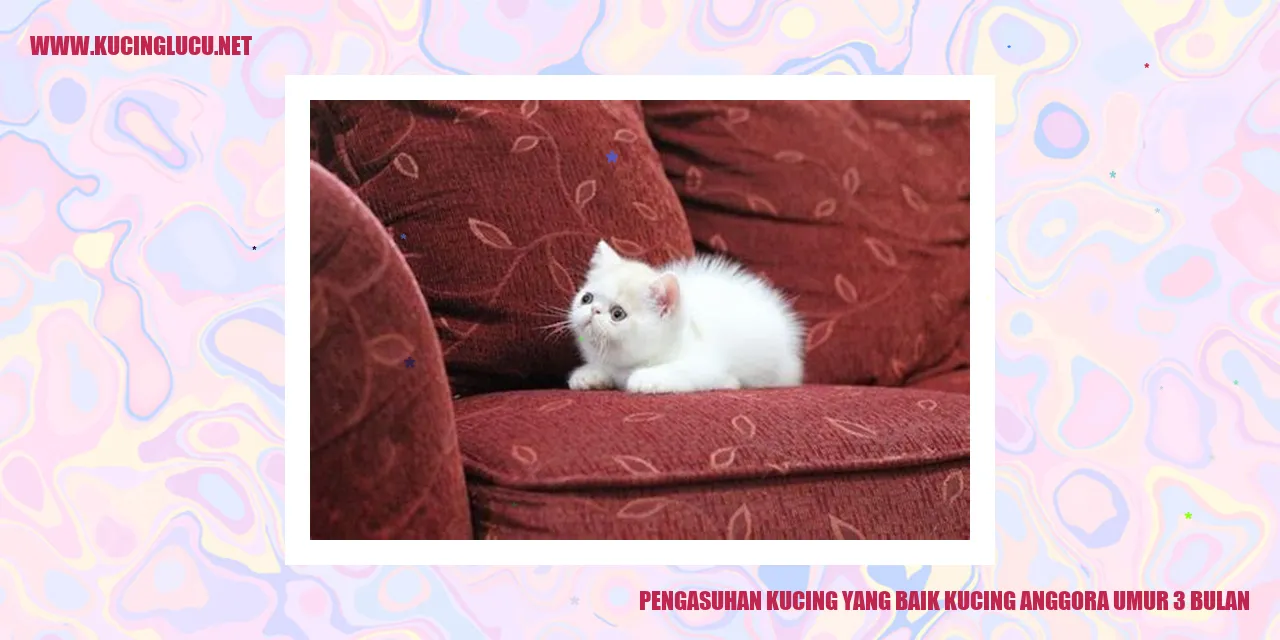 Kucing Anggora Usia 3 Bulan
