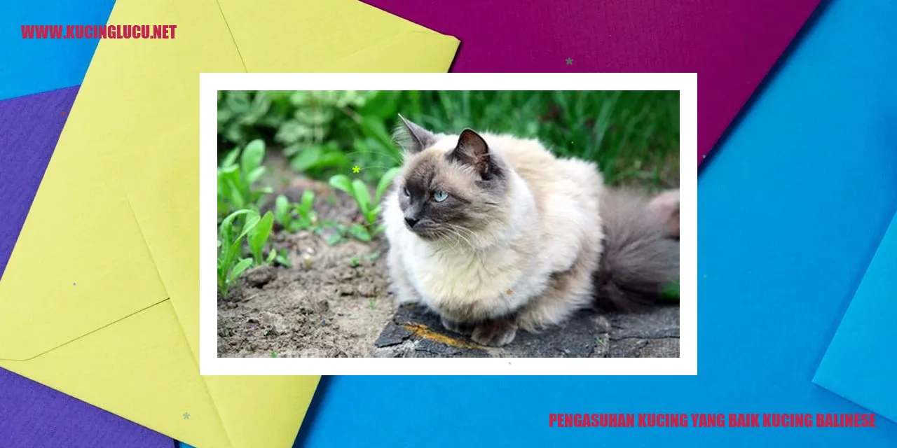 Kucing Balinese yang Cantik