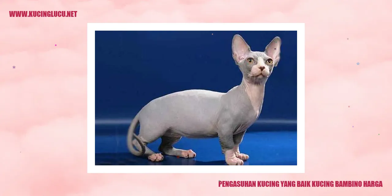 kucing bambino