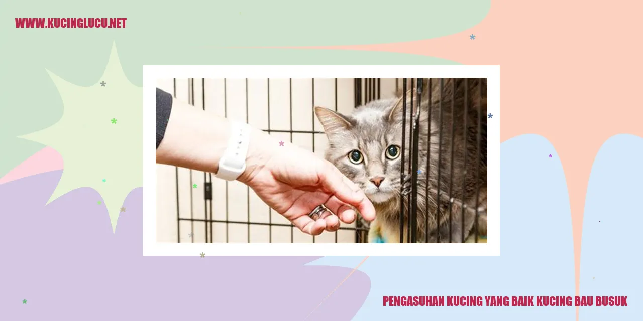 Kucing Mengelus Bulunya