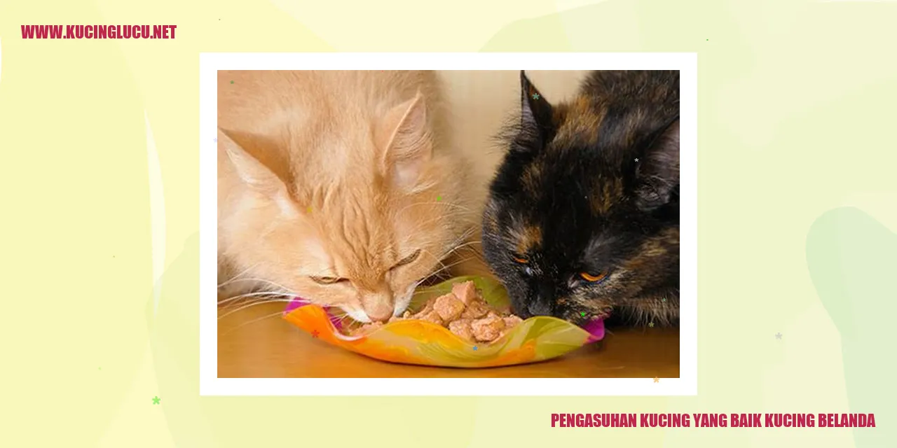 Kucing Belanda