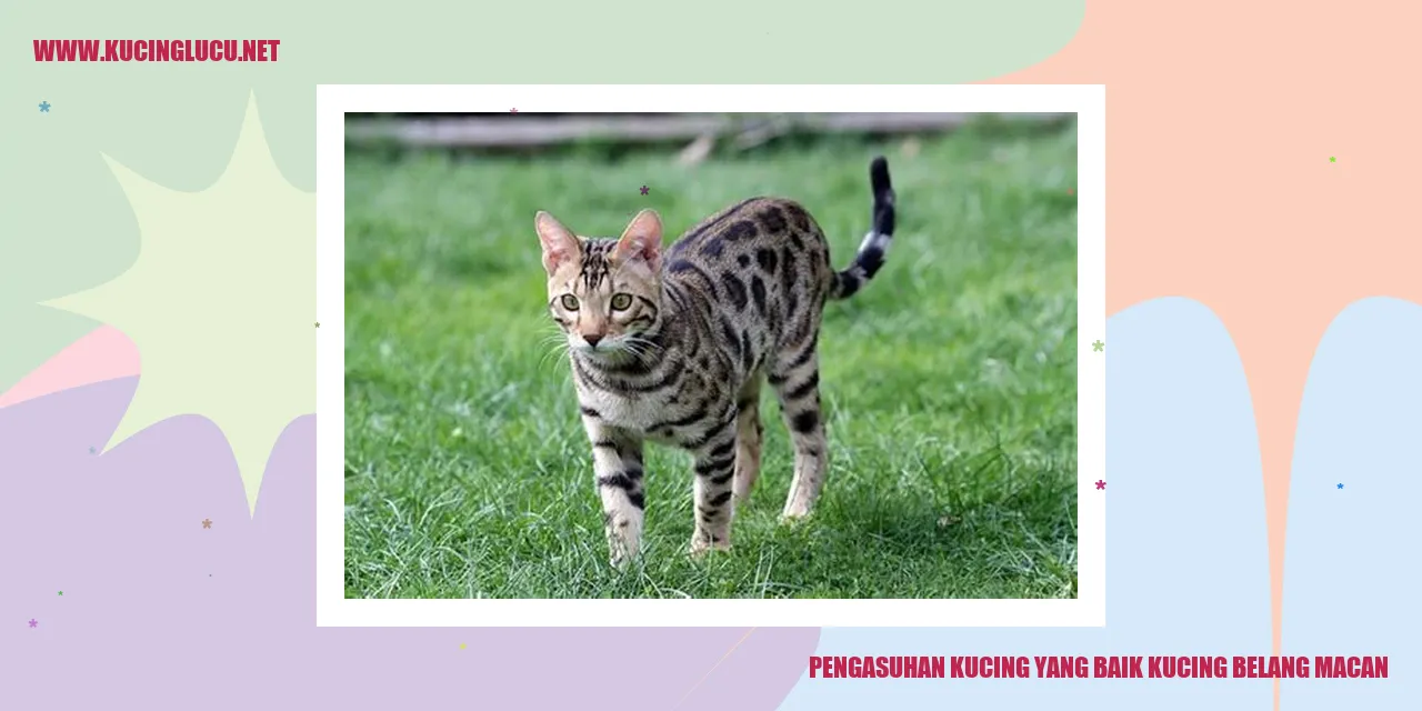 Gambar Kucing Belang Macan