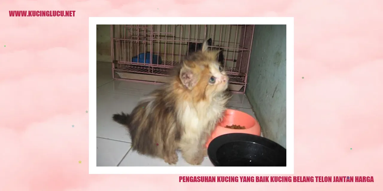 Pengasuhan Kucing yang Baik