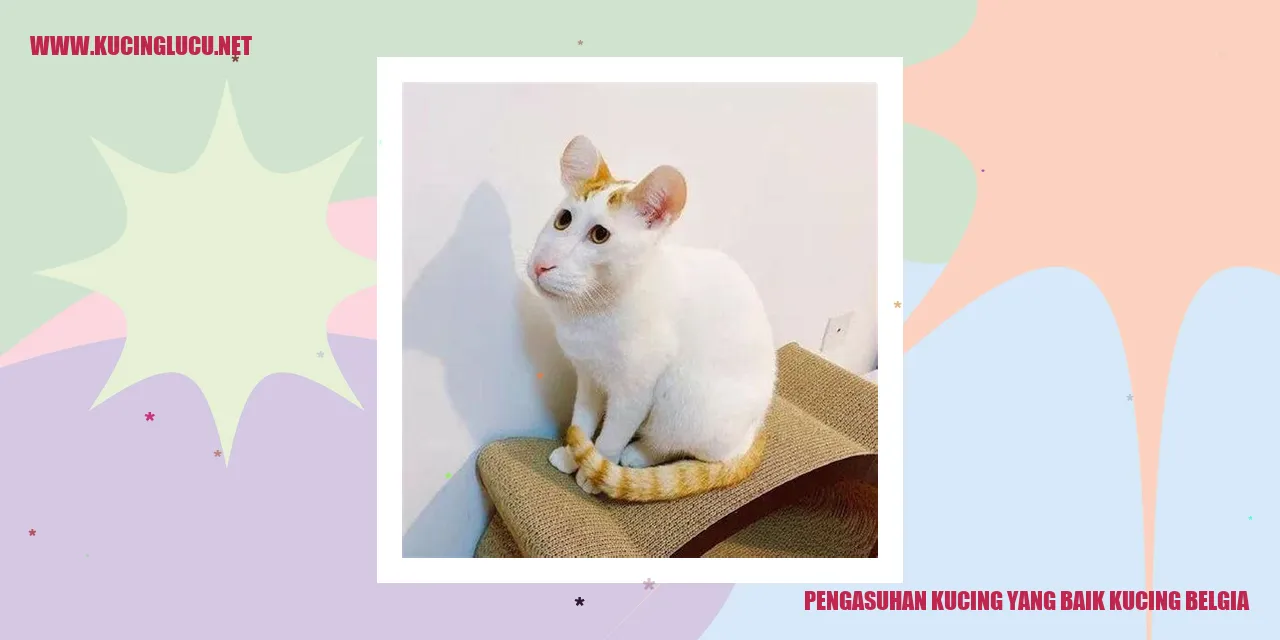 Kucing Belgia