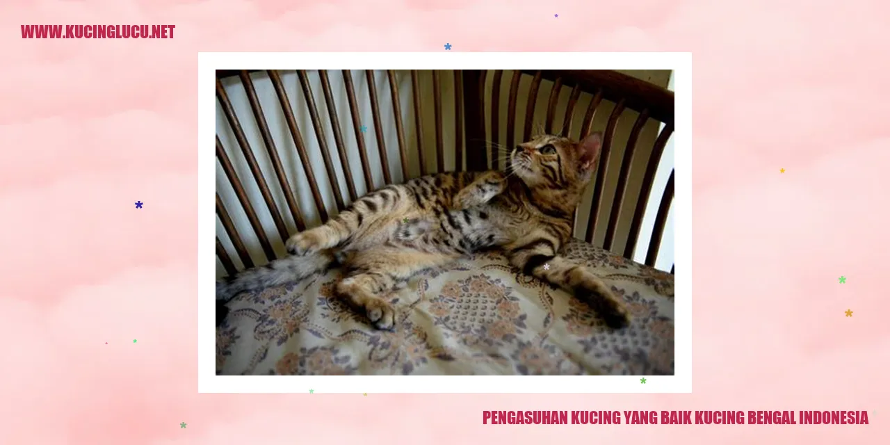 kucing bengal indonesia