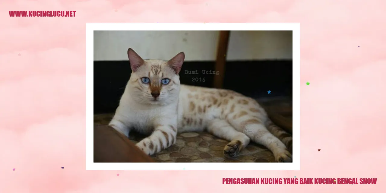 Kucing Bengal Snow