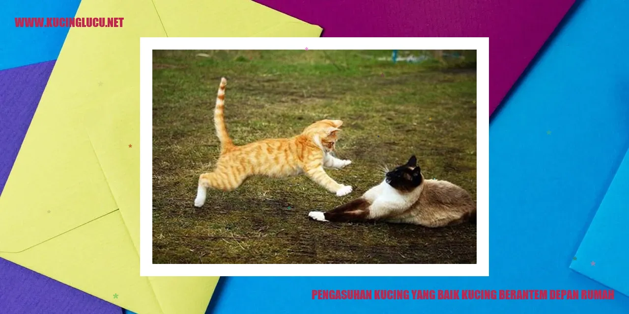 gambar kucing berkelahi