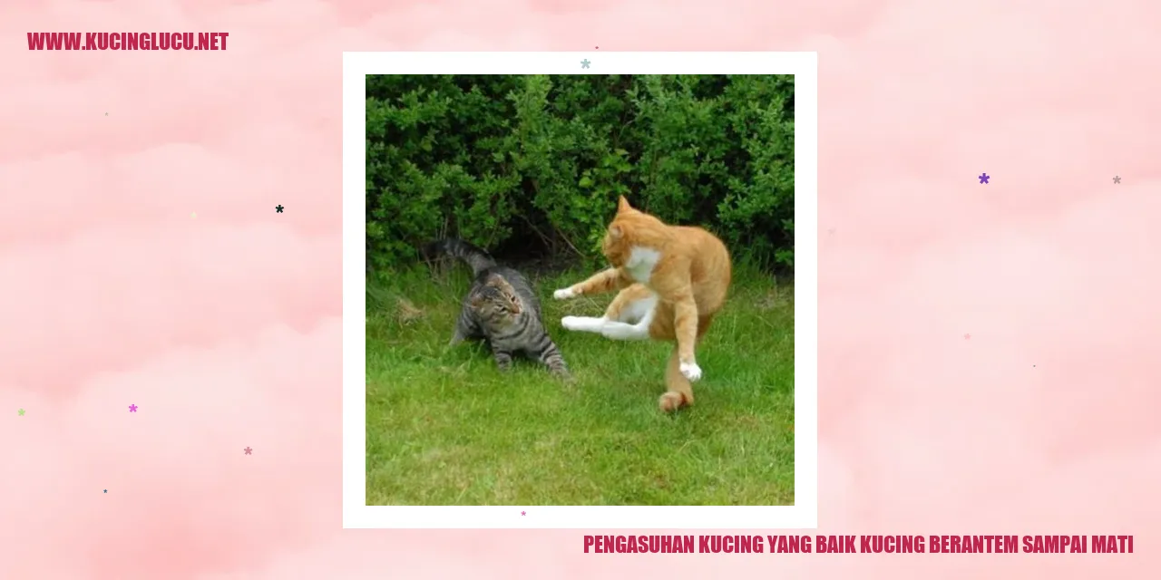 Kucing yang Berkelahi
