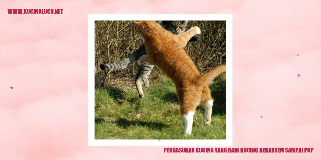 Gambar kucing yang bermain dengan penuh kasih sayang