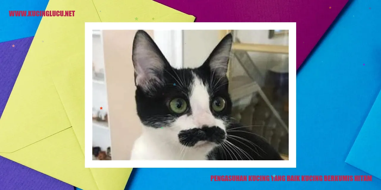 gambar kucing berkumis hitam