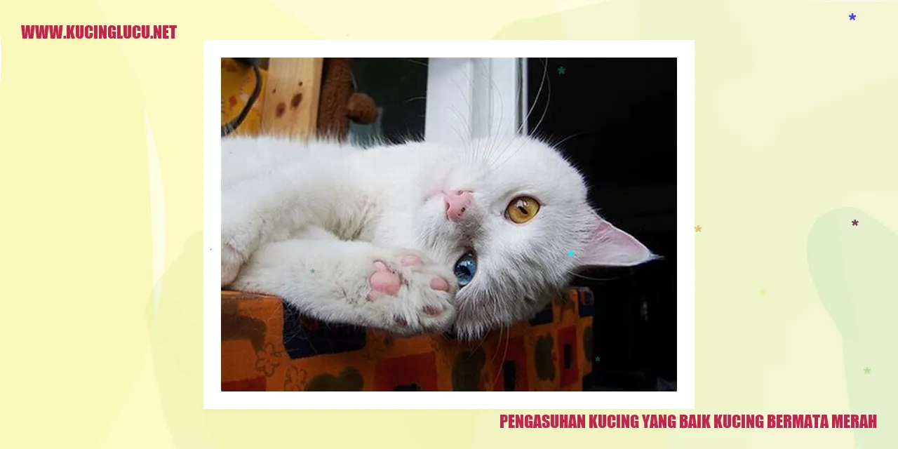 Gambar Kucing Bermata Merah