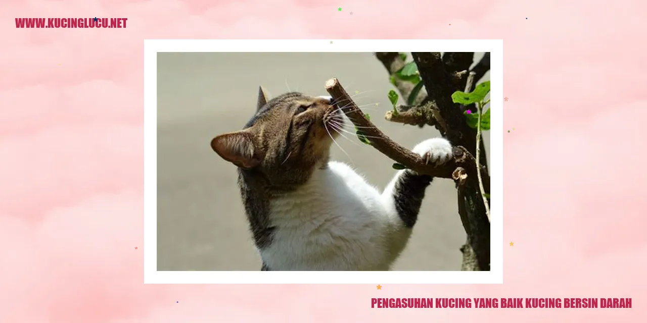 Gambar Kucing Sehat dan Bahagia