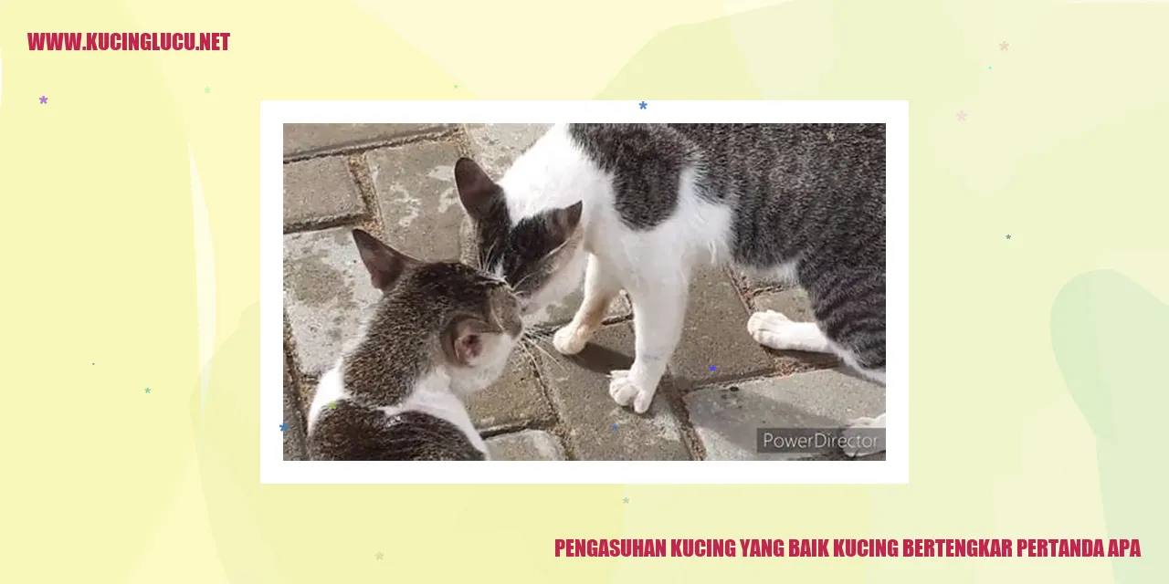 Kucing Bertengkar