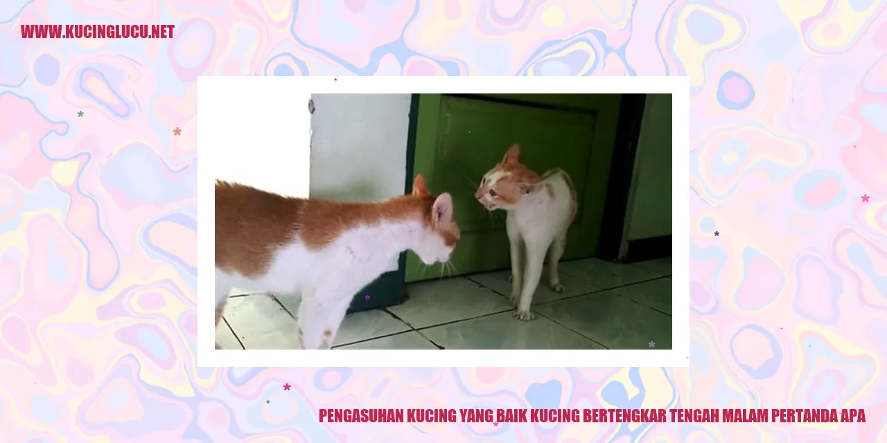 Kucing Bertengkar Tengah Malam
