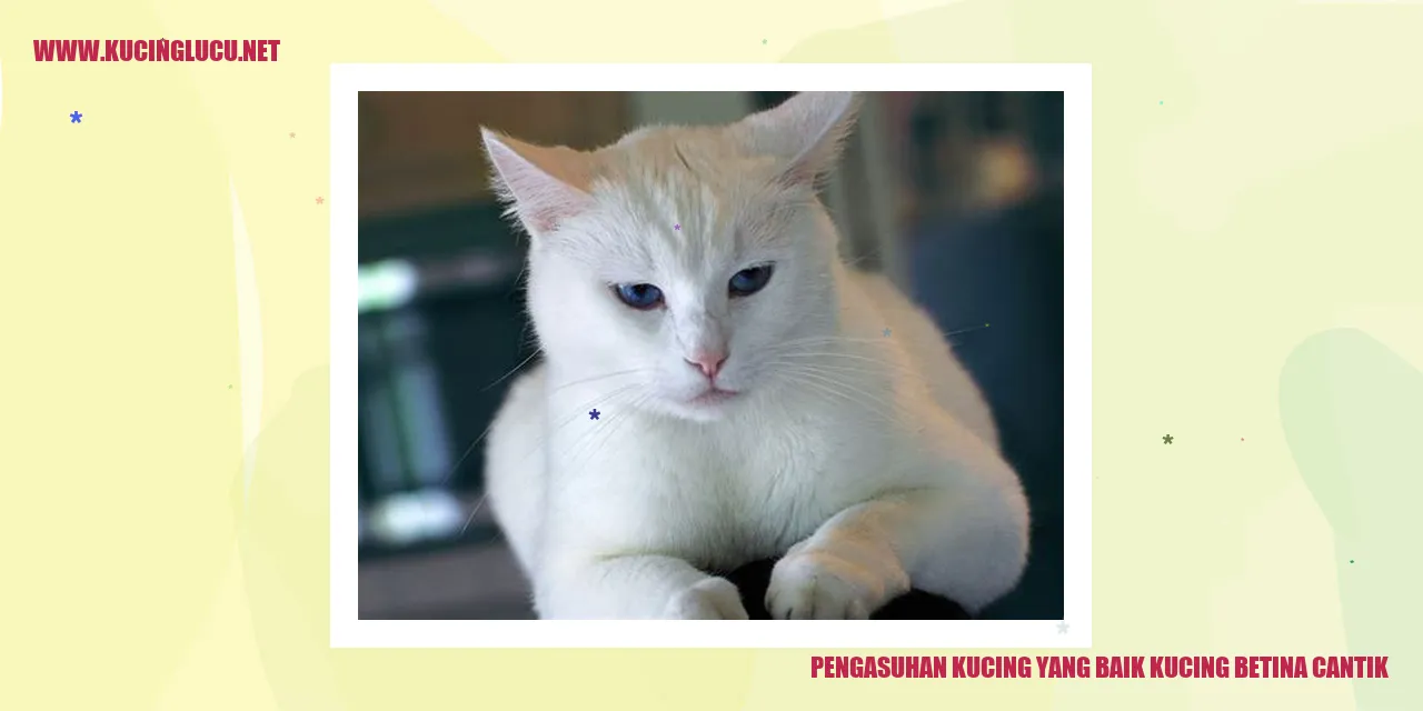 gambar kucing betina yang mengagumkan