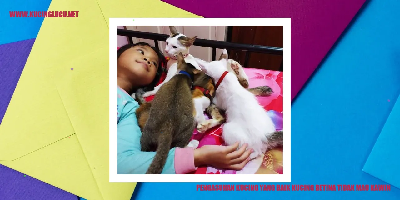 Gambar kucing sehat dan bahagia