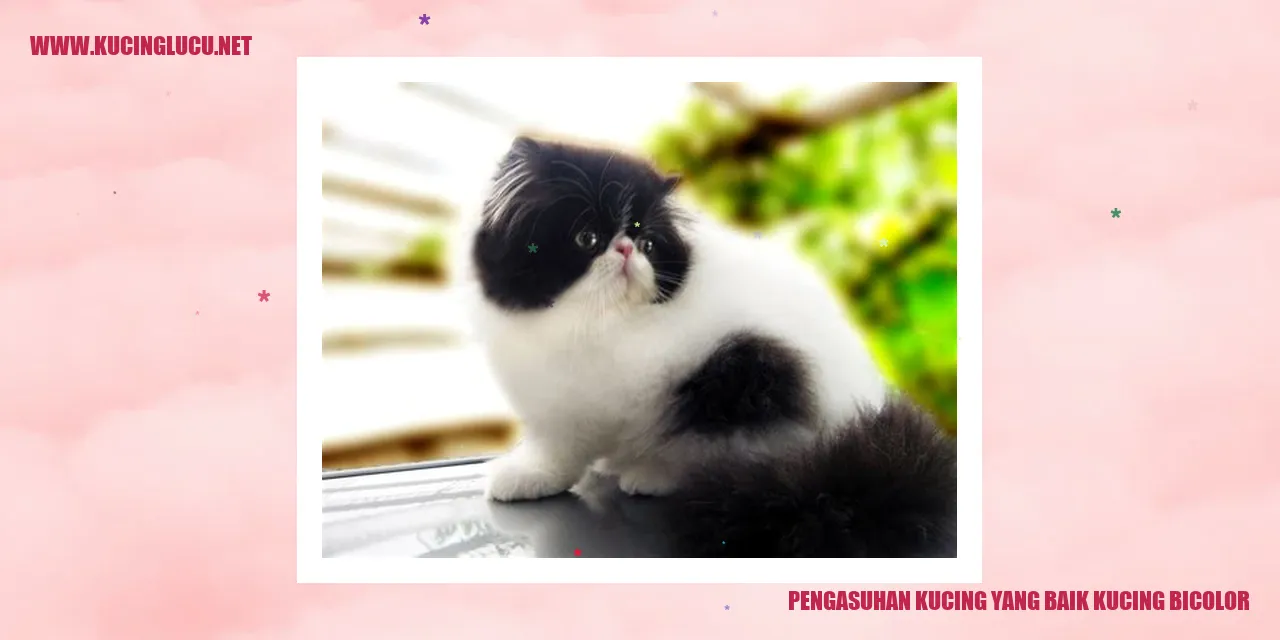 Kucing Bicolor