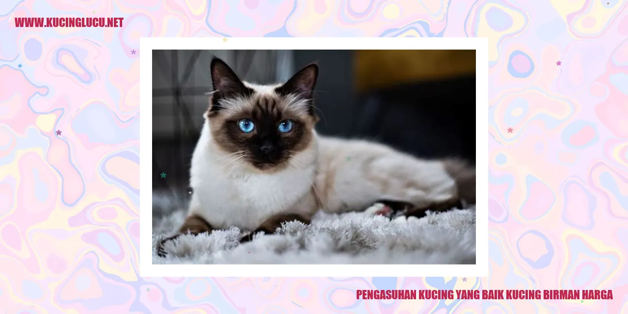 Gambar Kucing Birman