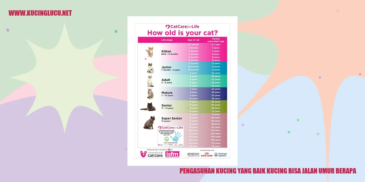 Gambar Kucing