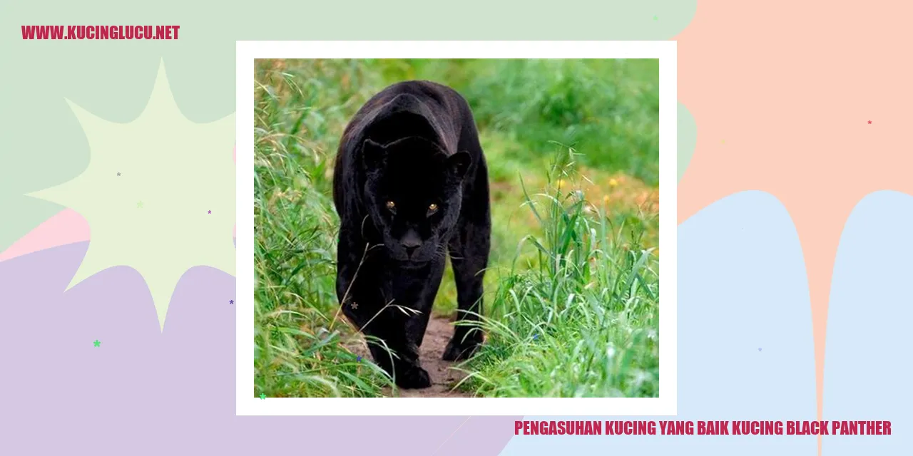 Kucing Black Panther