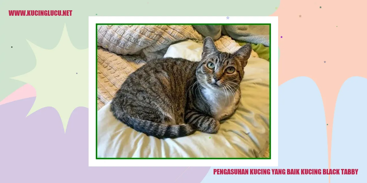 Kucing Black Tabby