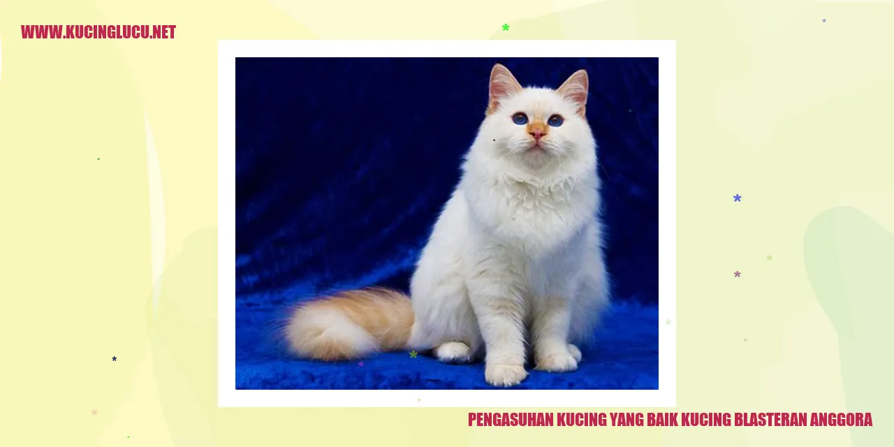 Kucing blasteran anggora yang cantik