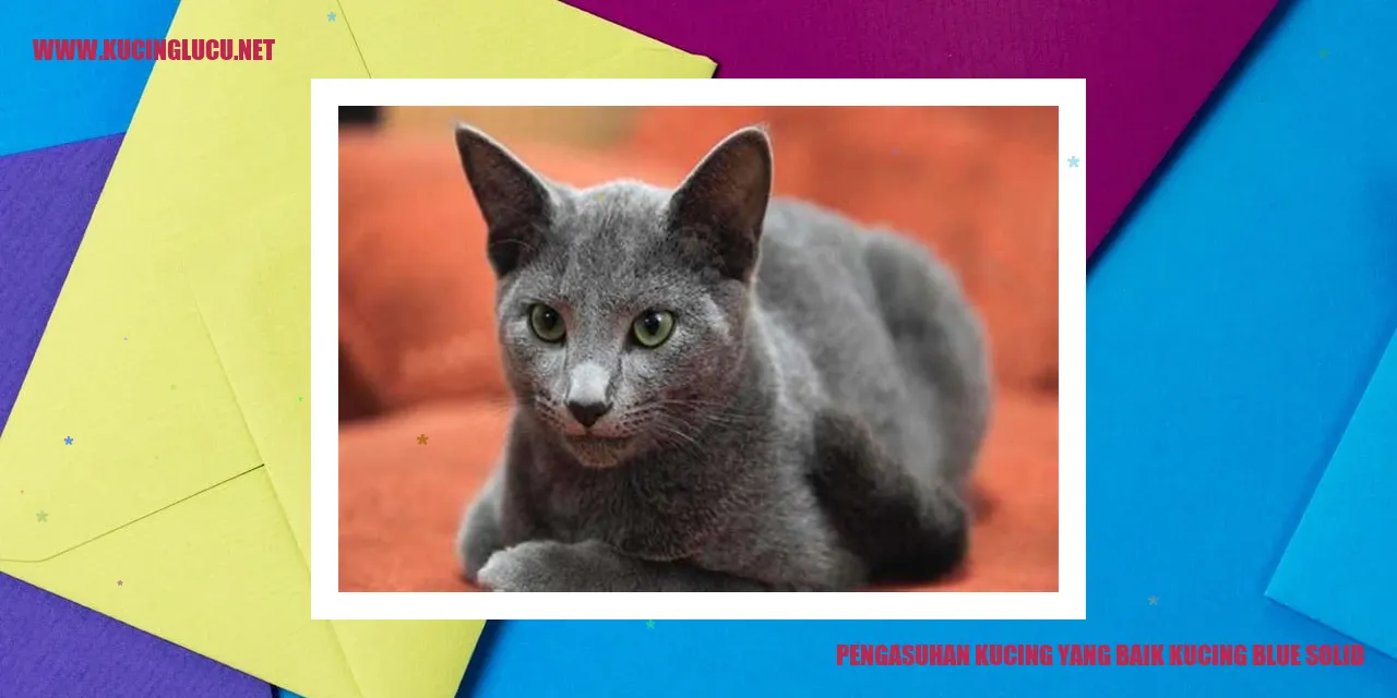 Foto kucing Blue Solid