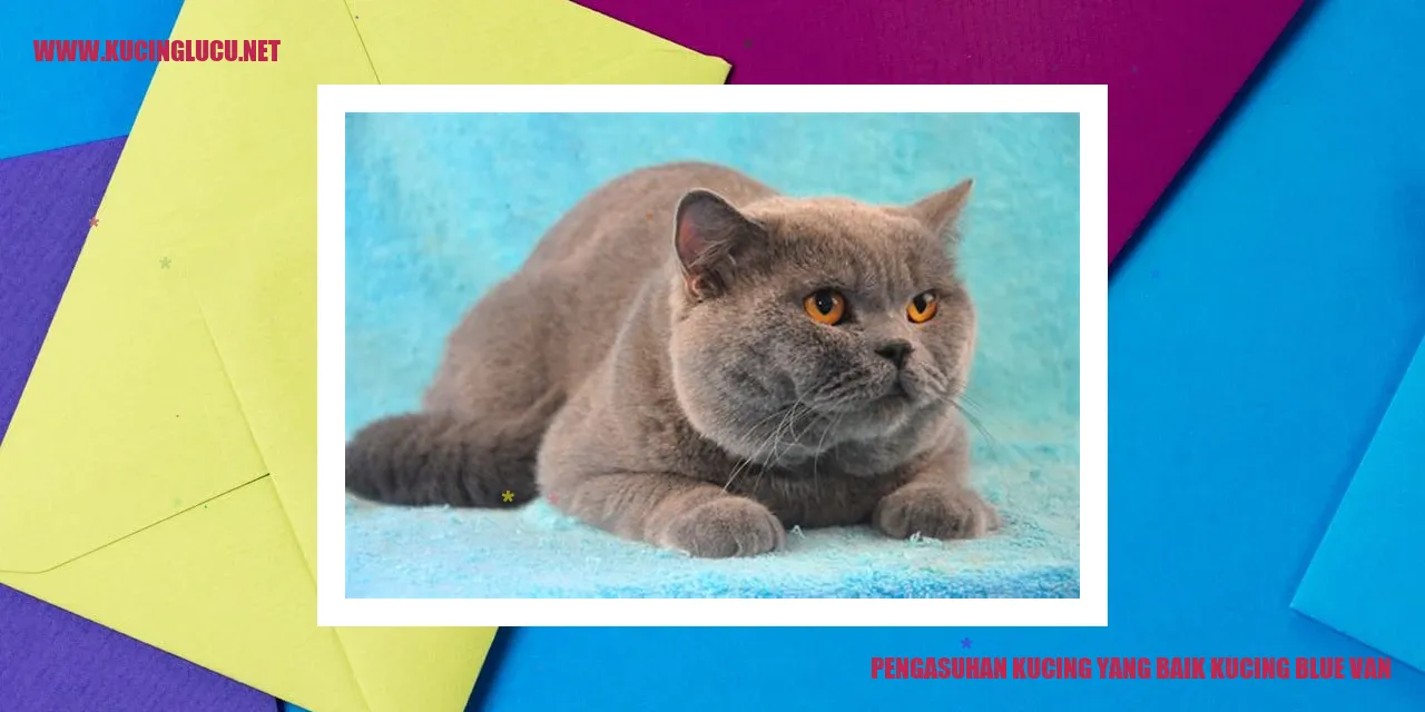 Gambar Kucing Blue Van
