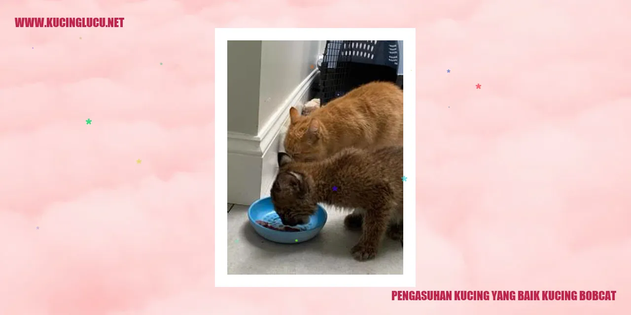 Kucing Bobcat