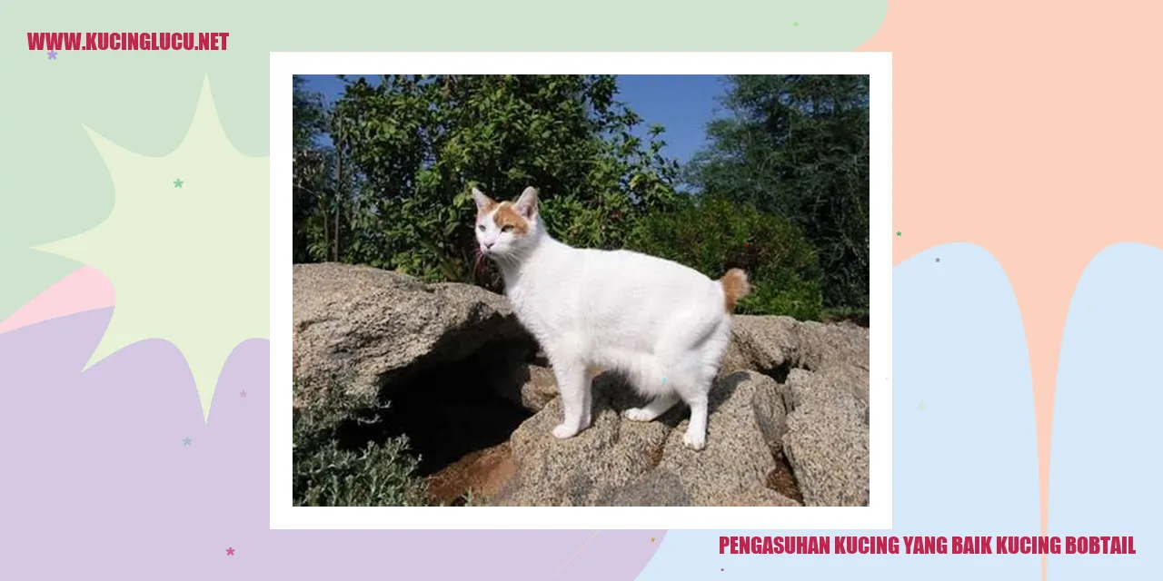 kucing bobtail