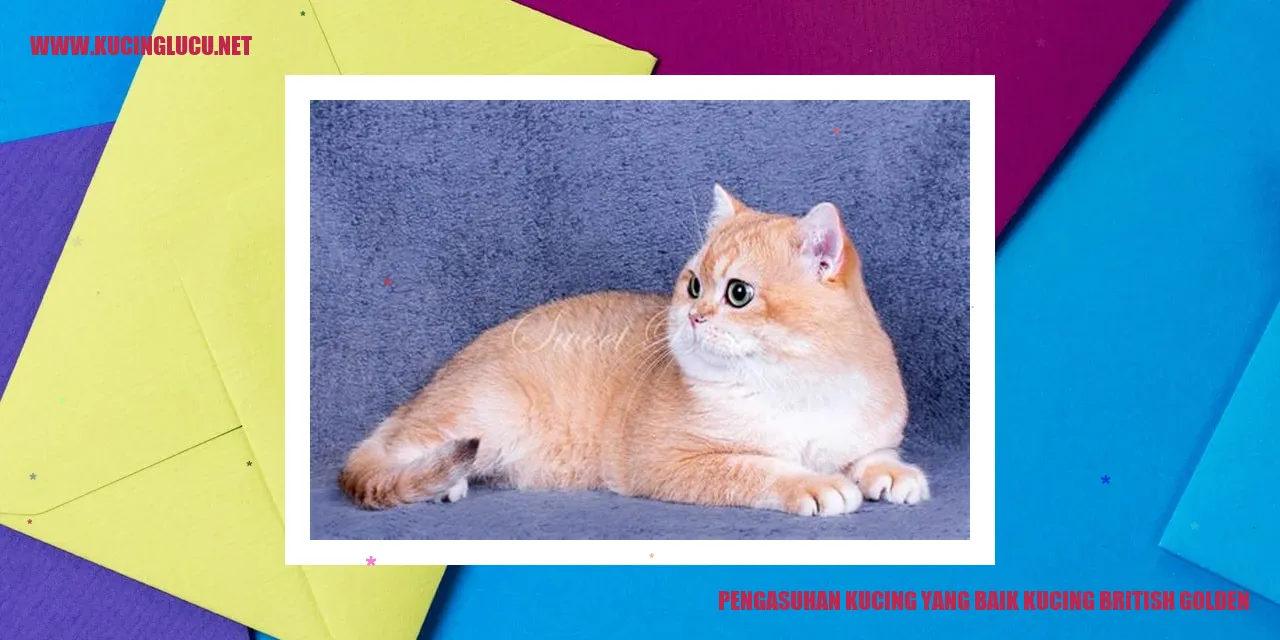Gambar Kucing British Golden