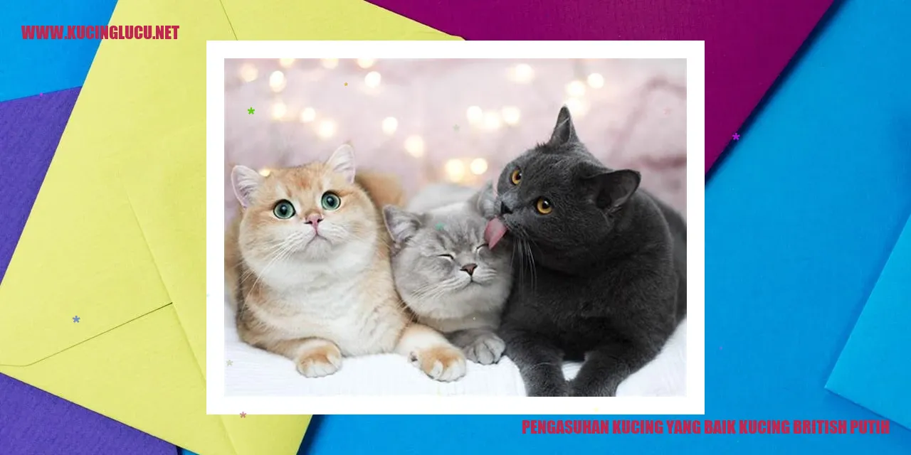 Kucing British Putih