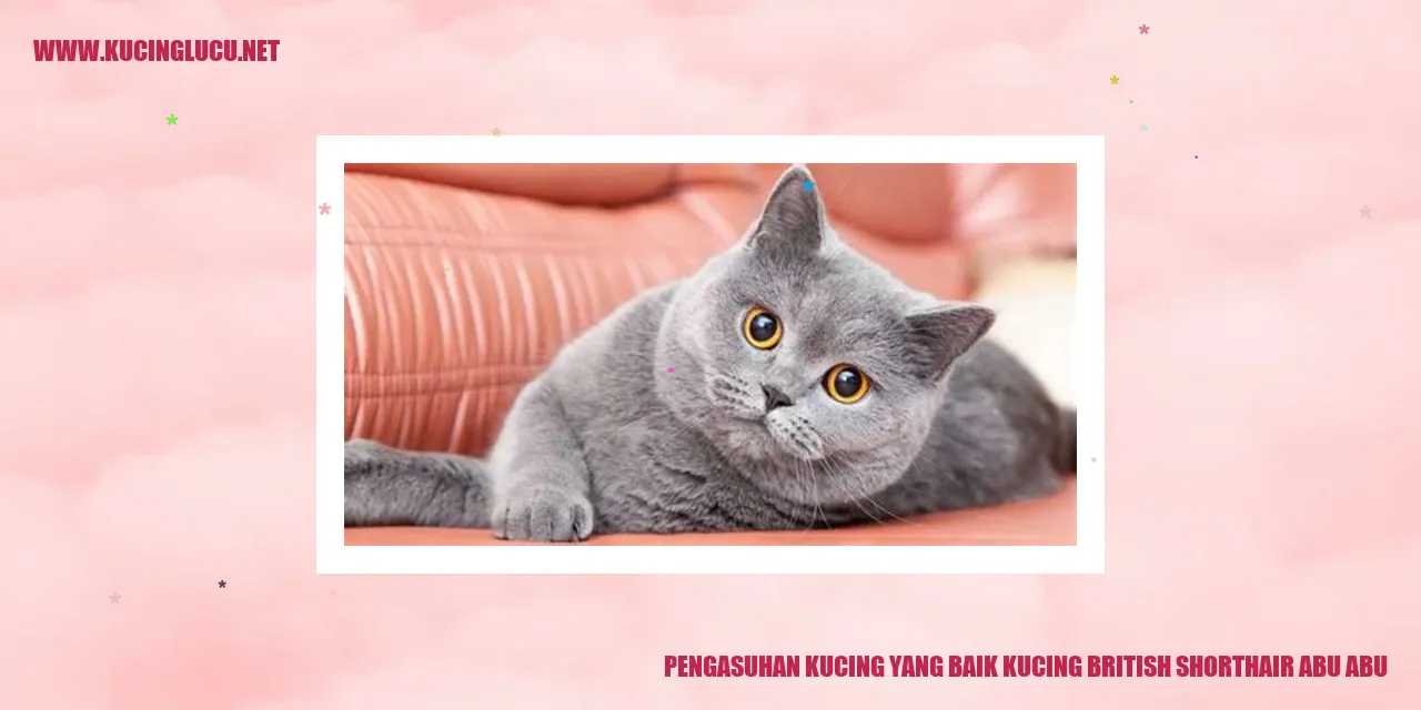 Kucing British Shorthair Abu-abu