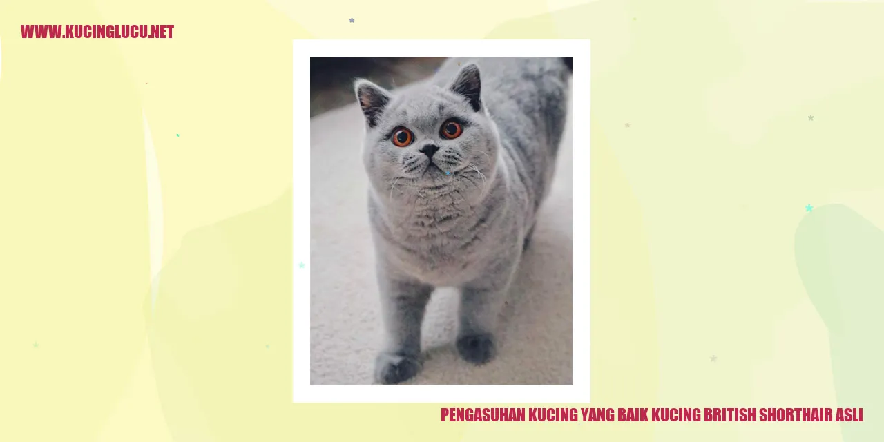 Kucing British Shorthair Asli